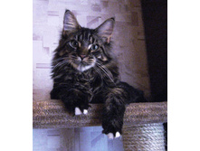 ������ ����.