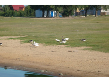 ������������ ��������