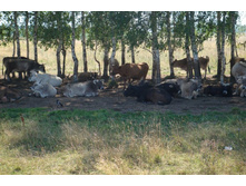 ��� �������� ����� ���������� � ��������.