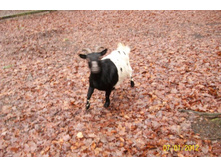 ����� ����.