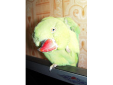 17.08.2009 6:49:01