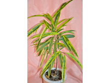 ������� ����