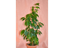 �������?