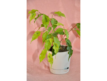 ������ �����?