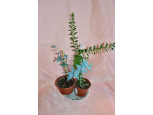 ������ ����������