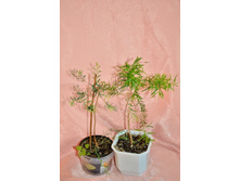 ������ ���