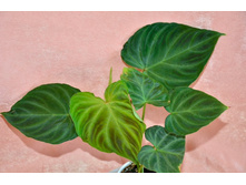 ��� ���������