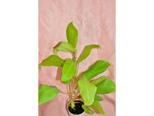 ��� �������� ����� ���