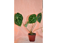 �������� ������������ 