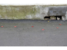 ��� �� ���������� ����