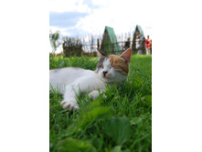 ����� � �. ���������