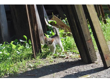 ������ ����� � �������