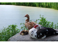 ��������� ��������