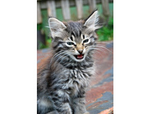 ������ ������