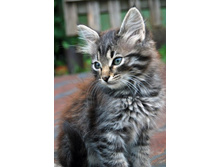 ������ ��ڣ�