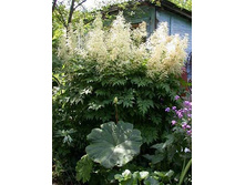 ������� ���������.jpg