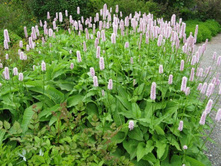 ����� �������.jpg