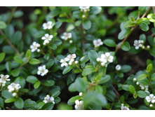 ��������� ��������������.jpg