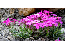 ����� ����������.jpg