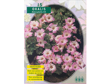 Oxalis Adenophylla_3_13,30.jpg
