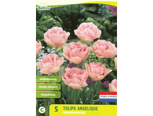 Tulipa_Dubbel_Laat_Angelique_5_��59.jpg