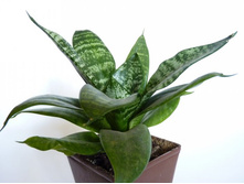 ���������� �����