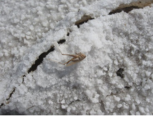 ��������� �������