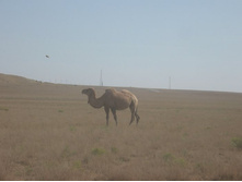 ������� ���� )