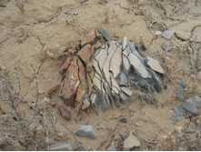 ������� �����