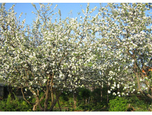 ������ ������