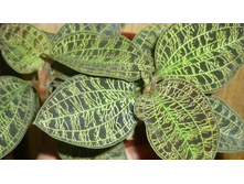 ������� �� ������