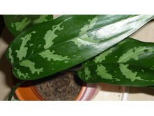 ����� ������������