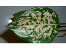 �����  Pink Indonesia