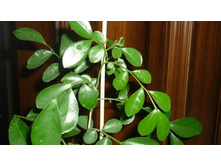 ������� � ��������