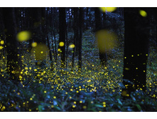 ��������� ������� ��������