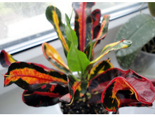 ��� ������.JPG