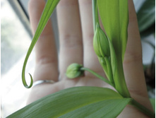 ������ �� ��������.JPG