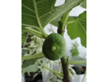 ����� ��� �������.JPG