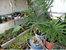 ����� ����1.JPG