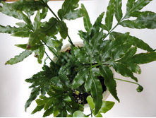 ����� �� ����������.JPG