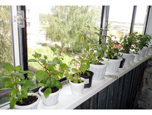 ������ �� ��������JPG