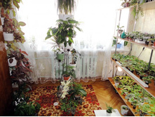 ����� ����2.JPG