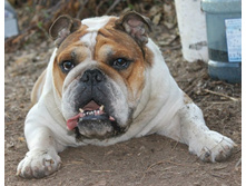 ����� ������ ������( ����)-7 ���