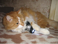 ��� � ���������