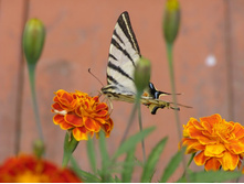 �������-���������