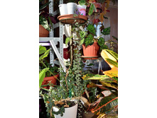 ��������� ����