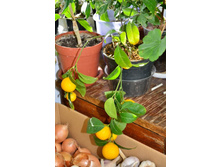 ��������( ���������)