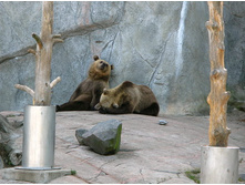 17 ����� ������