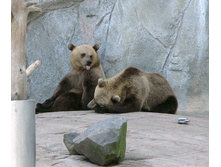 18 ����� ����� ������