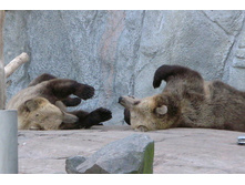 21 ������������ ����